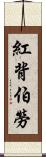 紅背伯勞 Scroll