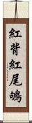 紅背紅尾鴝 Scroll