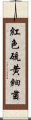紅色硫黄細菌 Scroll