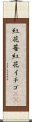 紅花苺 Scroll