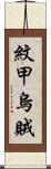 紋甲烏賊 Scroll