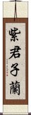 紫君子蘭 Scroll