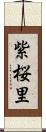 紫桜里 Scroll