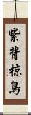 紫背椋鳥 Scroll
