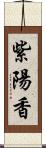 紫陽香 Scroll