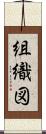 組織図 Scroll