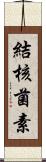 結核菌素 Scroll