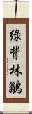 綠背林鶲 Scroll