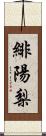 緋陽梨 Scroll