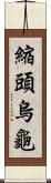 縮頭烏龜 Scroll