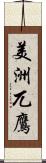 美洲兀鷹 Scroll