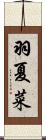 羽夏菜 Scroll