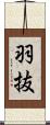 羽抜 Scroll