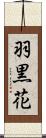 羽黒花 Scroll