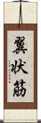 翼状筋 Scroll