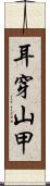 耳穿山甲 Scroll