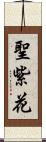 聖紫花 Scroll