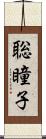 聡瞳子 Scroll
