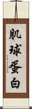 肌球蛋白 Scroll