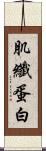 肌纖蛋白 Scroll