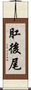 肛後尾 Scroll