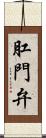 肛門弁 Scroll