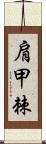 肩甲棘 Scroll