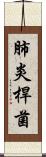 肺炎桿菌 Scroll
