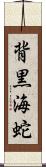 背黒海蛇 Scroll