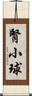 腎小球 Scroll