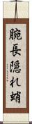 腕長隠れ蛸 Scroll