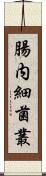 腸内細菌叢 Scroll