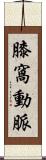 膝窩動脈 Scroll