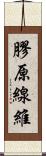 膠原線維 Scroll