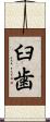 臼歯 Scroll