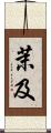 茉及 Scroll