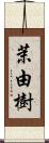 茉由樹 Scroll