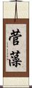 菅藻 Scroll