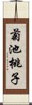 菊池桃子 Scroll