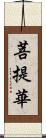 菩提華 Scroll