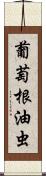 葡萄根油虫 Scroll