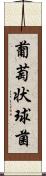 葡萄状球菌 Scroll