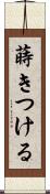 蒔きつける Scroll