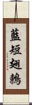 藍短翅鶇 Scroll