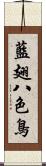 藍翅八色鳥 Scroll