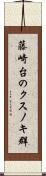 藤崎台のクスノキ群 Scroll