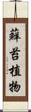 蘚苔植物 Scroll