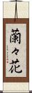 蘭々花 Scroll