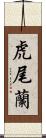 虎尾蘭 Scroll