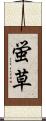 蛍草 Scroll
